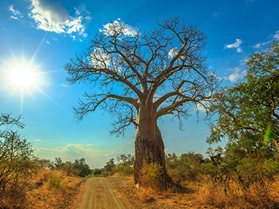 Baobab tree in Musina Nature Reserve, Limpopo