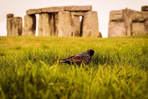Stonehenge in background with small bird on grass