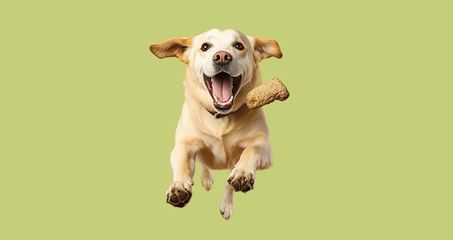 Excited dog leaping with treat, symbolizing perks from Medical Aid Rewards Programmes