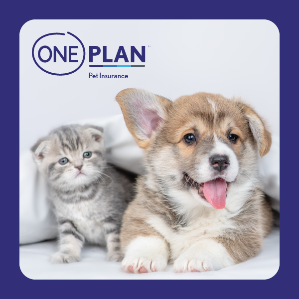 Oneplan | Pet Insurance